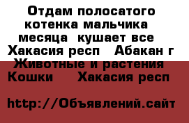 Отдам полосатого котенка мальчика 2 месяца, кушает все - Хакасия респ., Абакан г. Животные и растения » Кошки   . Хакасия респ.